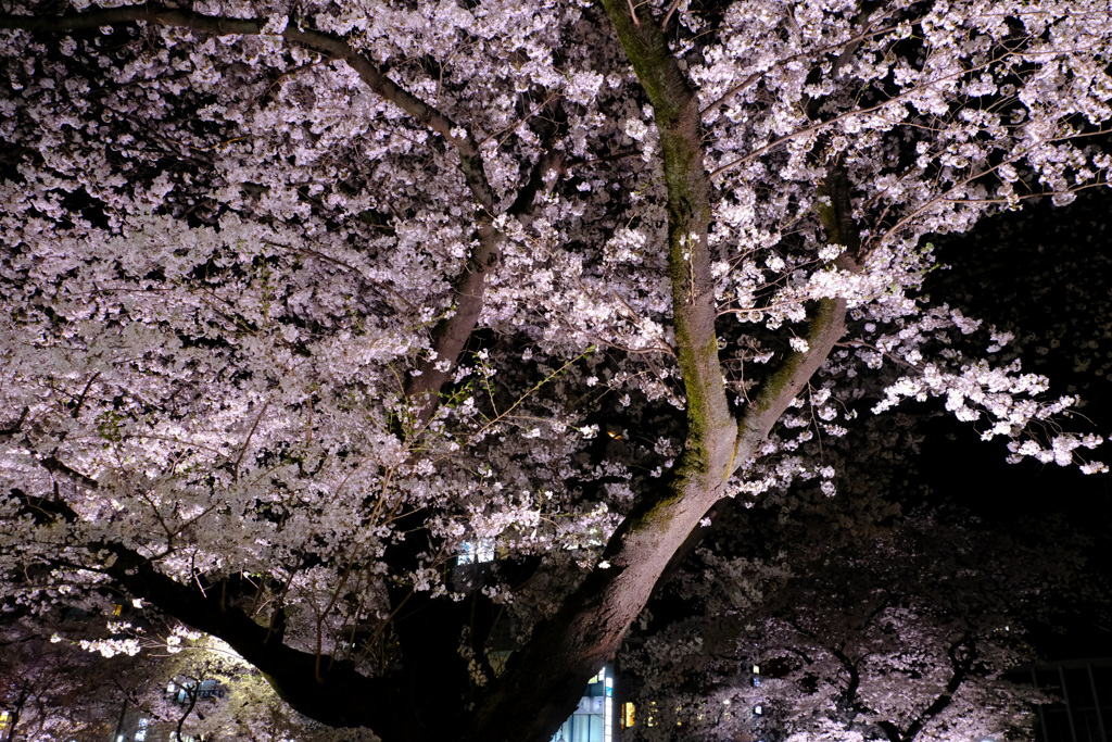 桜並木