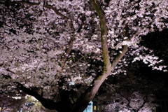 桜並木