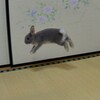 ポロリジャンプ２
