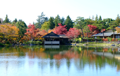 昼の紅葉