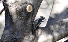 日本最小のキツツキ