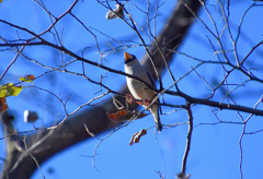 黄色い大きなくちばし