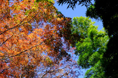 竹と紅葉ごっつんこ