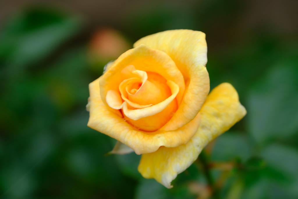 サムシングスペシャル(新←ニュージーランド)