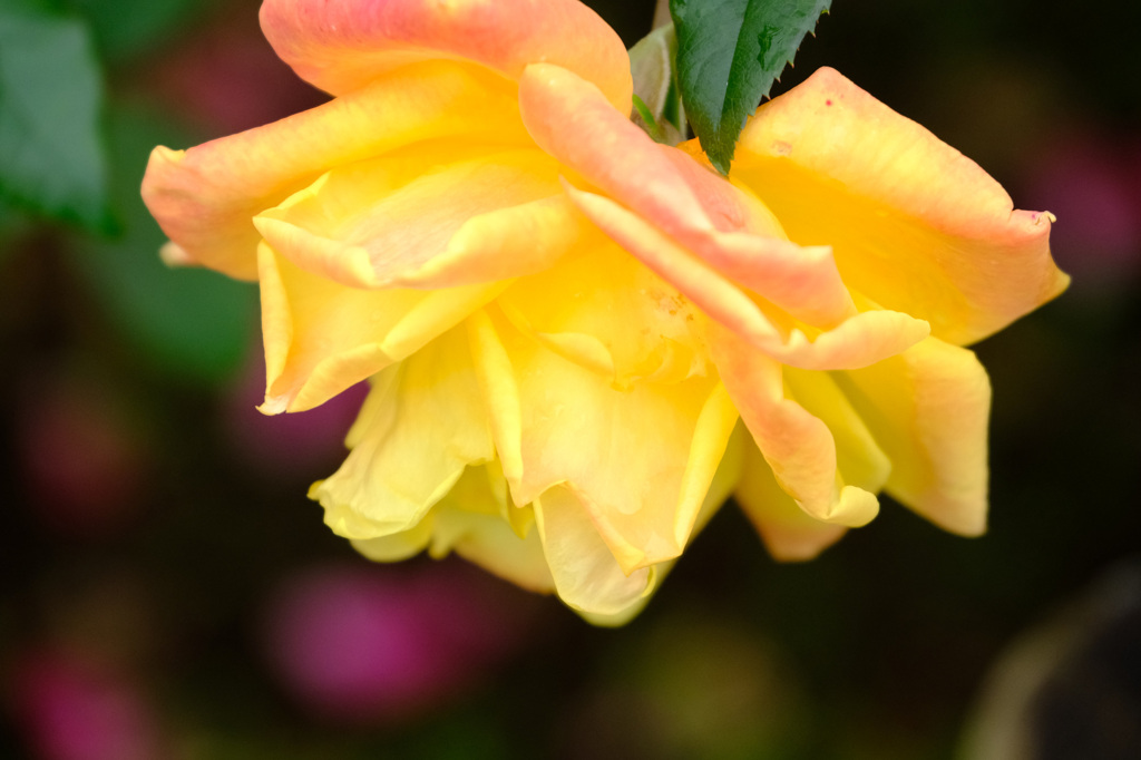 ドクターファウスト（独)