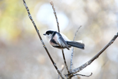 背中はこういうの