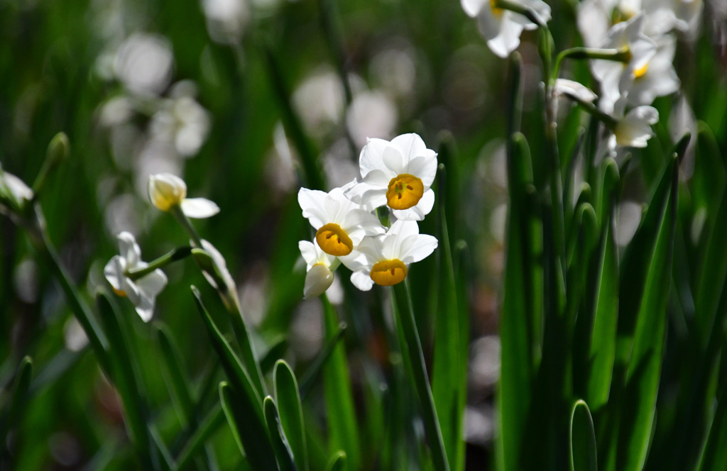 水仙は透過光が好き