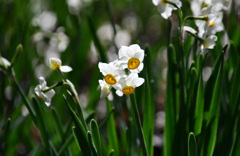 水仙は透過光が好き