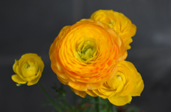 どんどん開花して