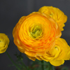 どんどん開花して