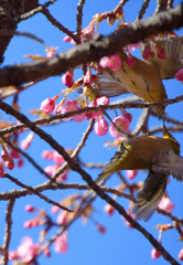花の中で