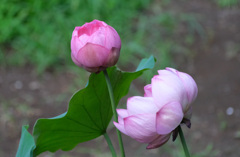 第二の蓮開花