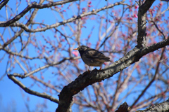 梅にムクドリ