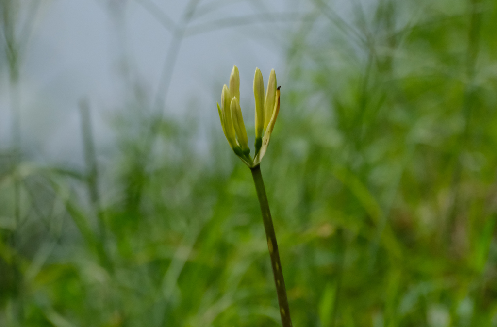 白花のつぼみ