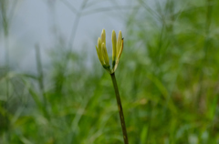 白花のつぼみ