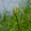 白花のつぼみ