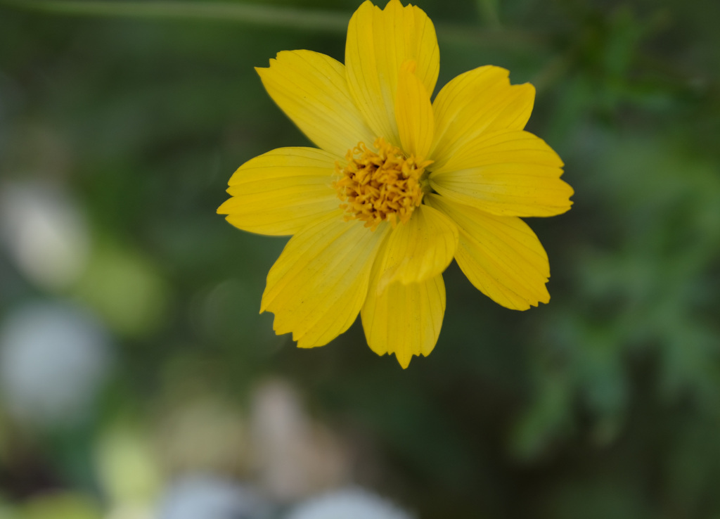 キバナコスモス