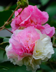 珍しい酔芙蓉３