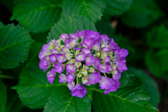 濃いピンク紫陽花