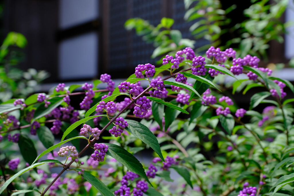 お寺のコムラサキ