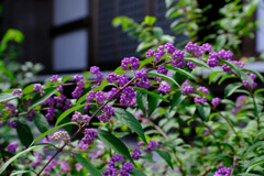 お寺のコムラサキ