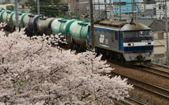 桜桃太郎4