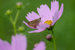 花が大きく見える