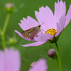 花が大きく見える