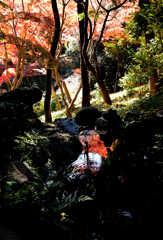 水に映る