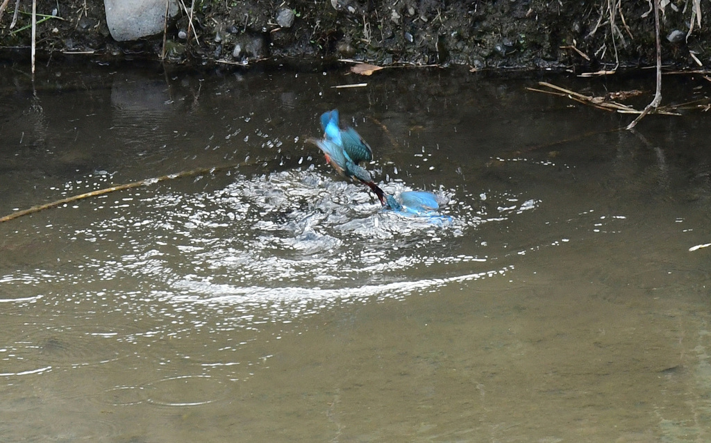 カワセミのバトル３