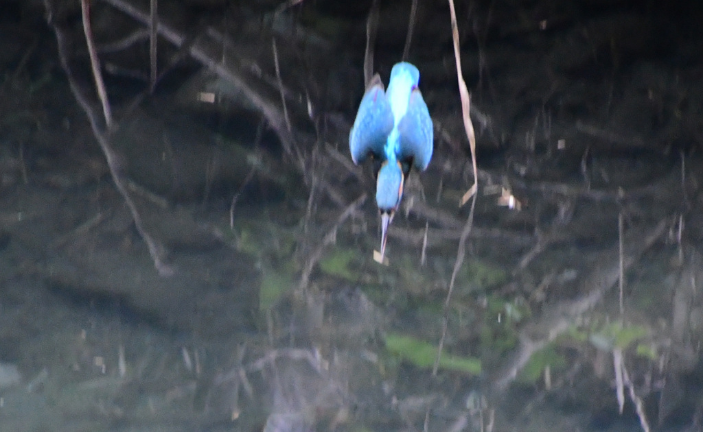 食後の水飲み＆水浴び