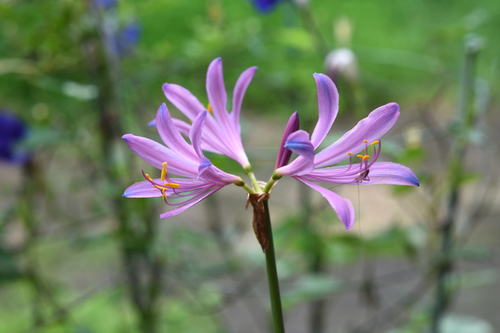 ３花開花