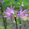 ３花開花