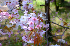 山桜