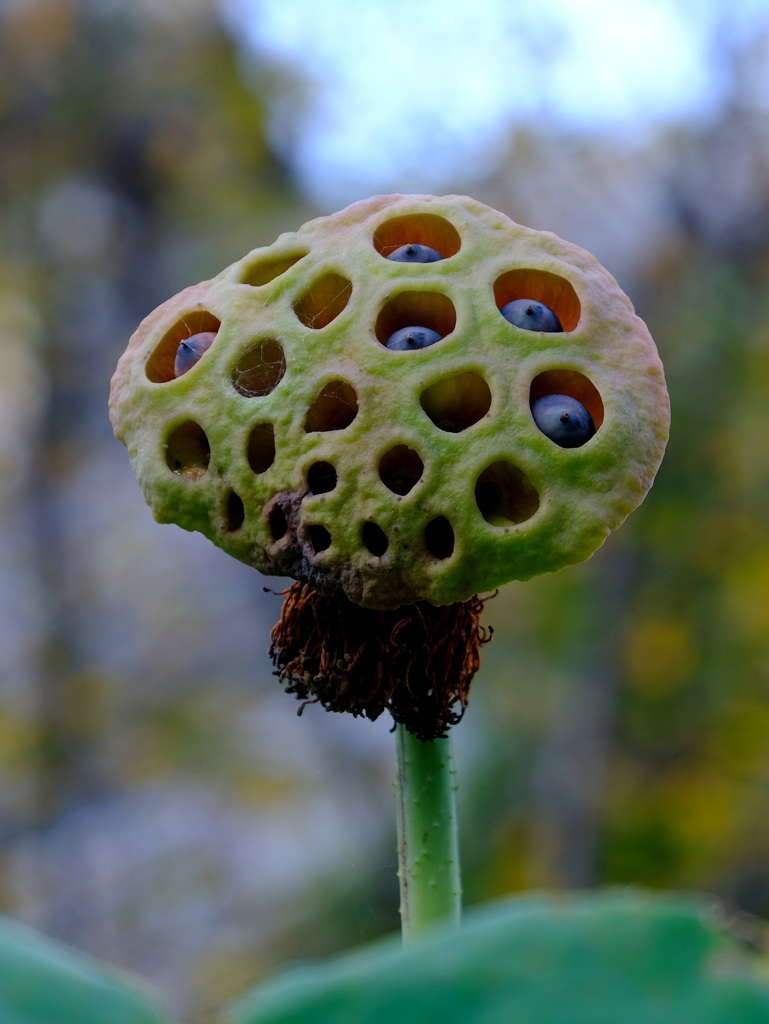謎の生物？