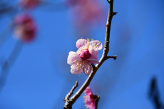 蕾の色が濃い
