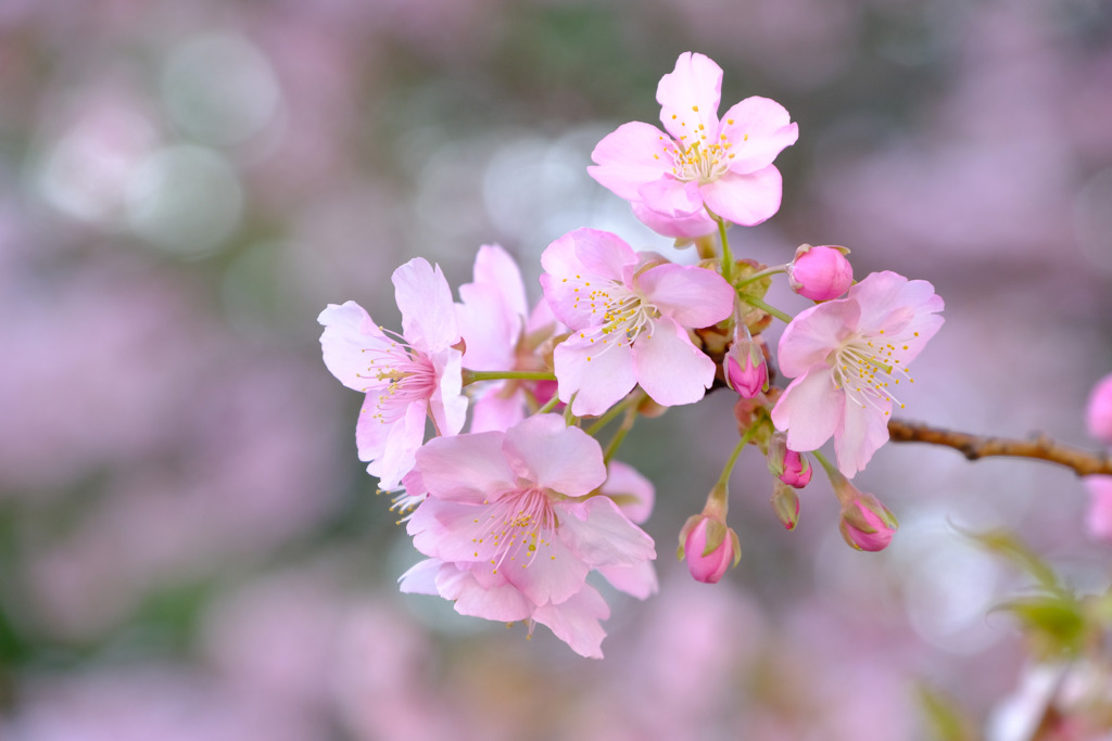 可憐な河津桜