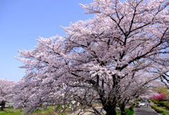 桜日和