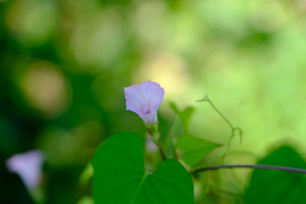 ベニバナマメアサガオ (4)