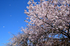また桜吹雪