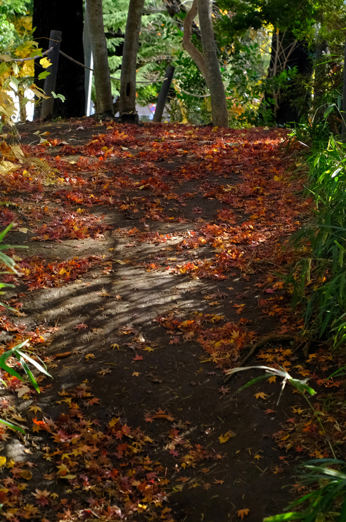 紅葉散る道