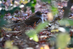 シロハラ腹ばい