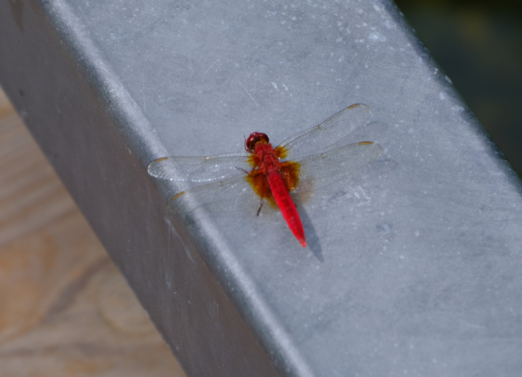 ショウジョウトンボ２