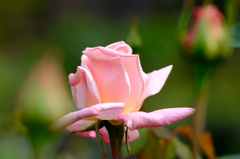 オフェーリア(英)