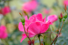 ノックアウト（仏)