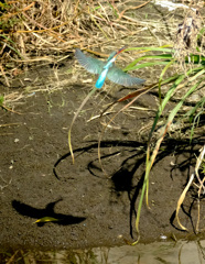 ちっちゃいのをゲット