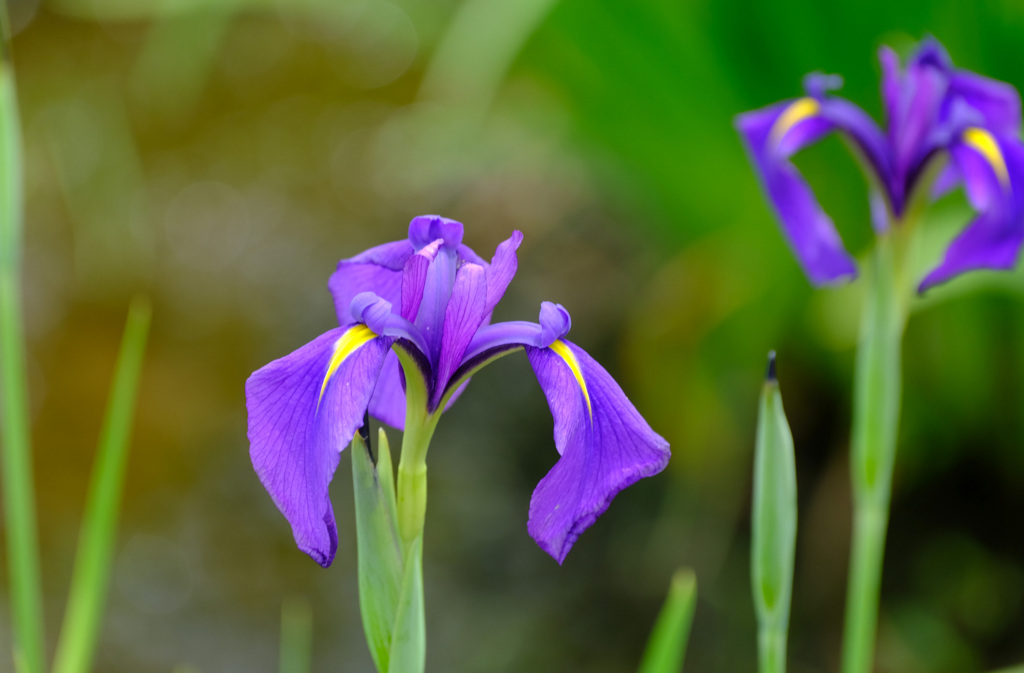 トントン花