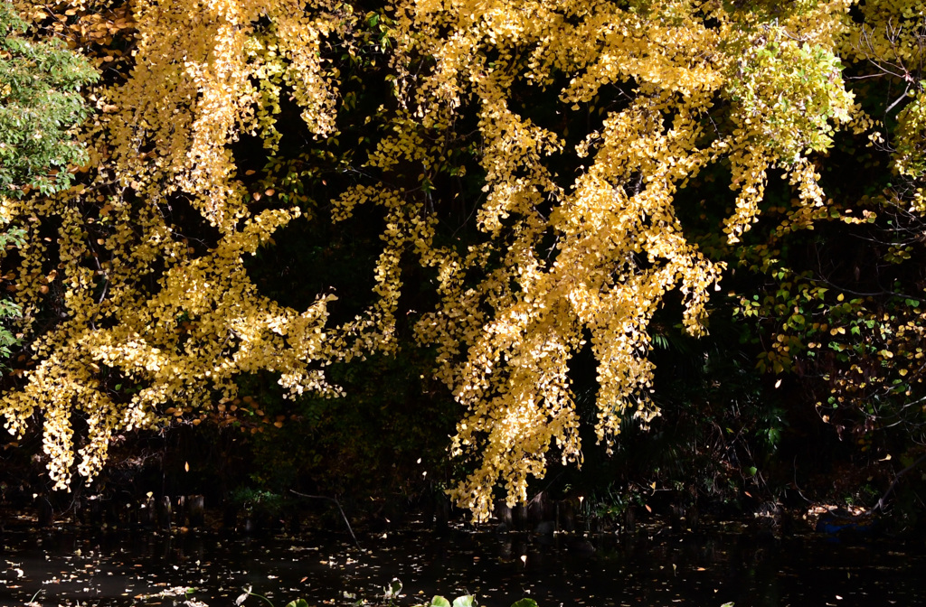 大イチョウ散る