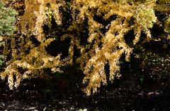 大イチョウ散る