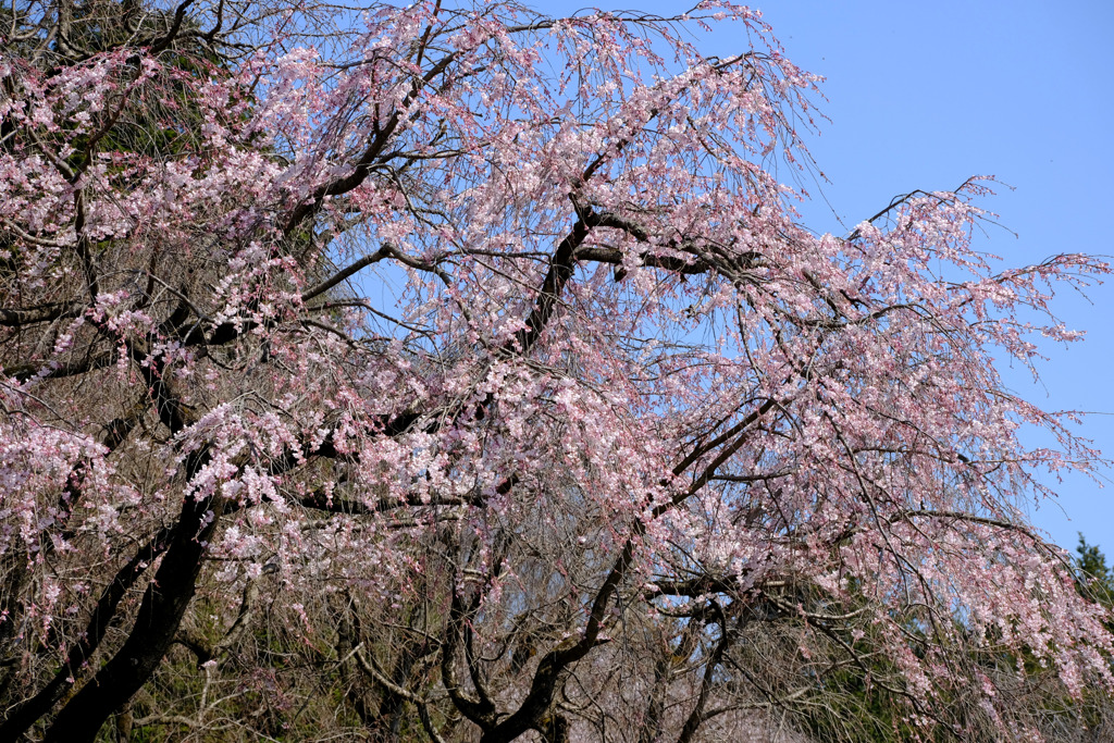 枝垂れ桜